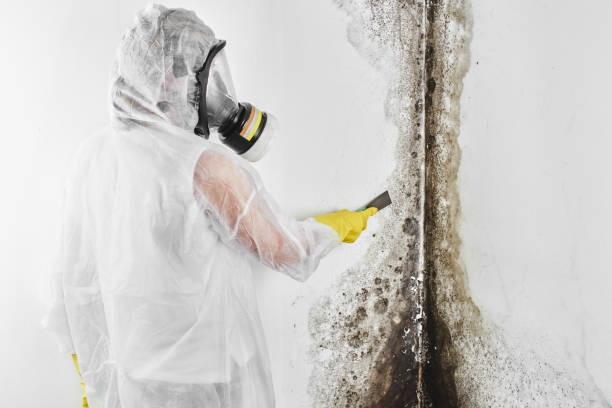 Best Attic Mold Remediation in Ogdensburg, NJ