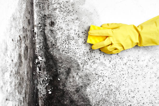 Best Residential Mold Remediation in Ogdensburg, NJ