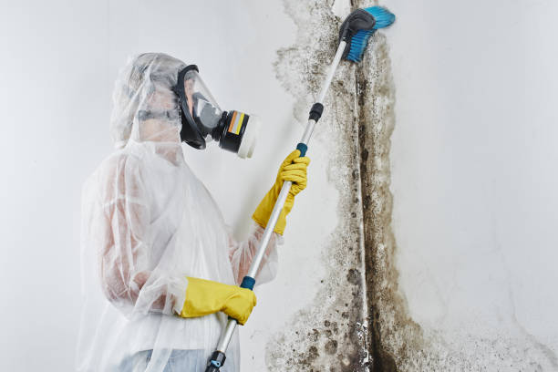 Best DIY Mold Remediation Support Services in Ogdensburg, NJ