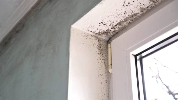 Best DIY Mold Remediation Support Services in Ogdensburg, NJ