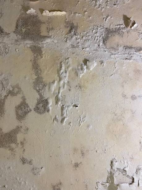Best Industrial Mold Remediation in Ogdensburg, NJ