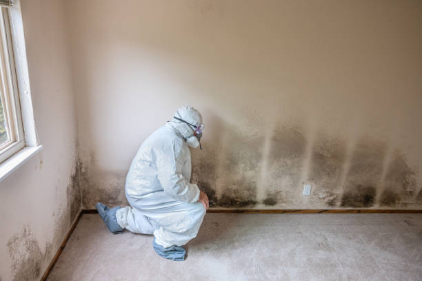 Trusted Ogdensburg, NJ Mold Remediation Experts